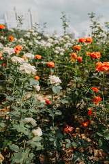 Fototapeta premium 꽃액자 장미 rose flower