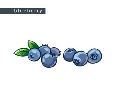sketch_blueberry_seven_berries_two_leaves