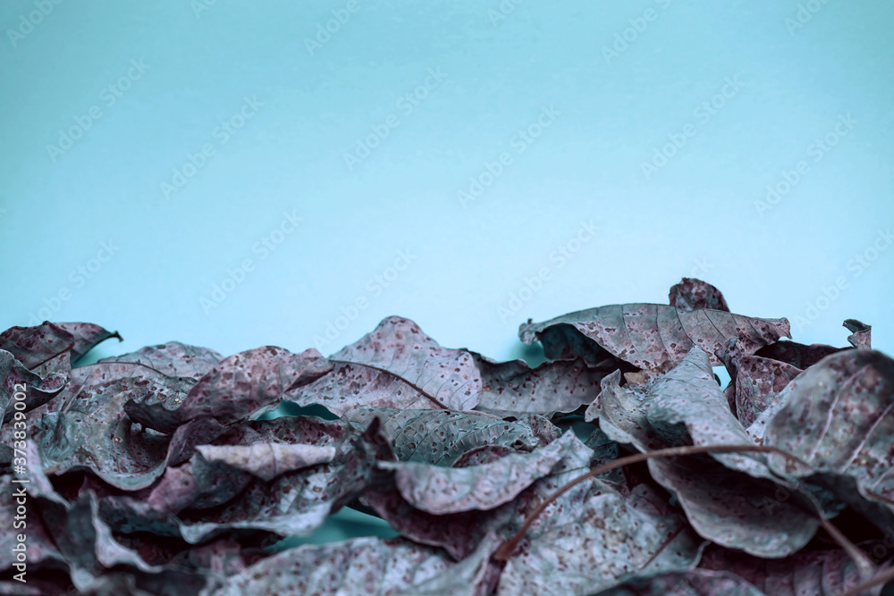 Aufkleber beautiful faded old colorful leafs in blue light. minimalism autumn style concept. background patter