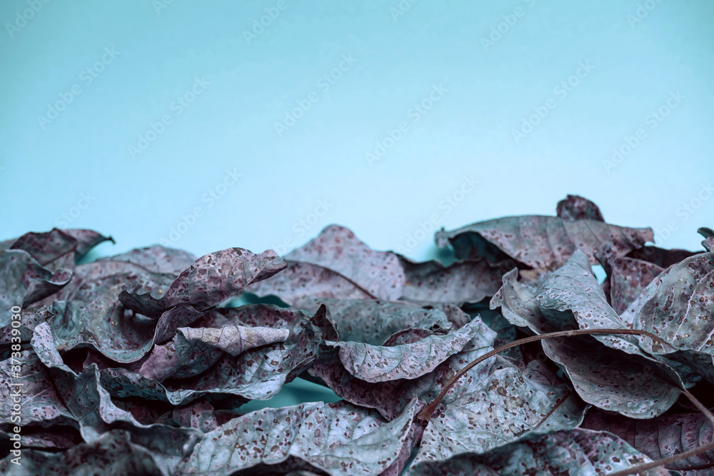 Poster beautiful faded old colorful leafs in blue light. minimalism autumn style concept. background patter
