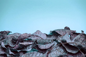 Beautiful faded old colorful leafs in blue light. Minimalism autumn style concept. Background...