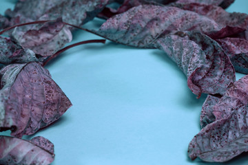 Beautiful faded old colorful leafs in blue light. Minimalism autumn style concept. Background...