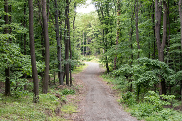 Fototapeta premium Dirt road leading through a fresh deciduous forest in national park Fruska gora in Serbia