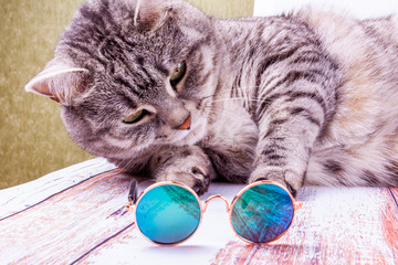 Gray cat playing with toy glasses
