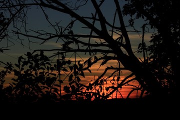 Colorful Sunset with clouds and tree's out in the country in Kansas.