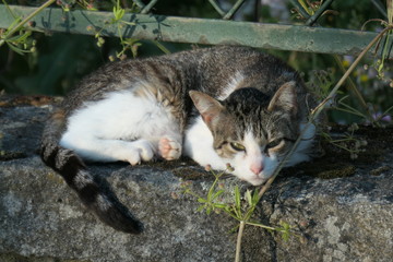 Obraz premium cat on the grass