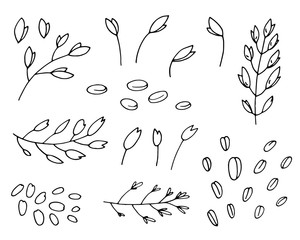 Simple black hand drawn linear illustration of cereal plants, agriculture industry organic crop products for oat groats flakes, oatmeal packaging design. 