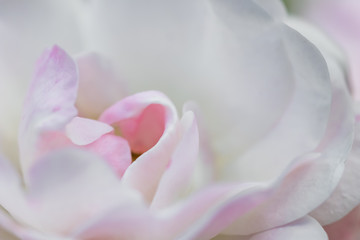 Soft focus, abstract floral background, pale pink rose petals. Macro flower backdrop for holiday design