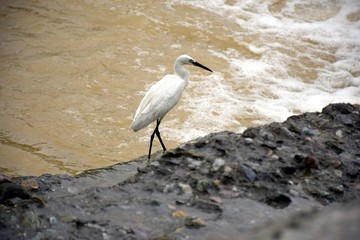 Beautiful picture of white bird and water in river