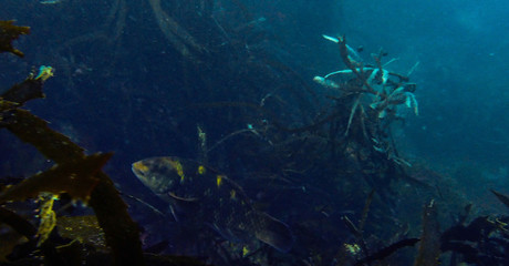 Fototapeta na wymiar fish in reef