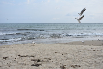 Fototapeta na wymiar beach, water, birds, wings, a pair of birds in flight, birds on sea sand, birds in flight over the sea