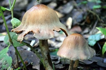 Beautiful picture of wild plant in jungle Uttarakhand