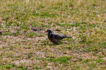 Pigeon on the grass in park