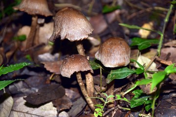 Beautiful picture of wild plant in jungle Uttarakhand India