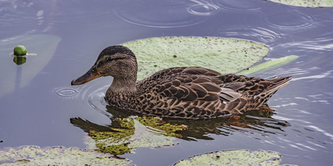 Grey duck on a forest lake