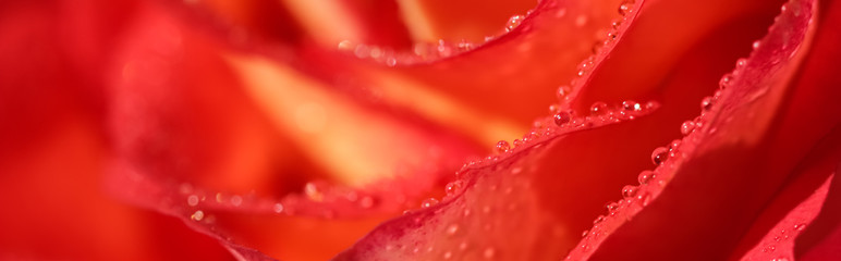 Soft focus, abstract floral background, red rose flower with water drops. Macro flowers backdrop for holiday design
