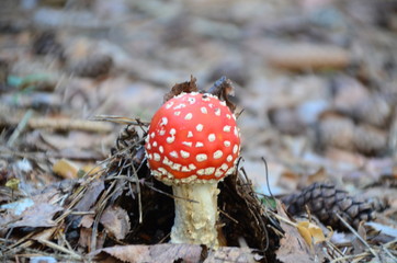 Red mushroom toadstool in the forest
