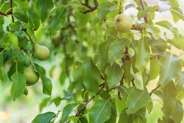 Pear tree branch with hanging fruits. Harvest time