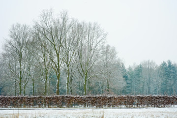 Row of bare frozen trees along the river on a winter snowy morning
