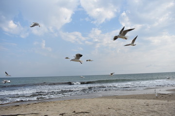 beach, water, birds, wings, a pair of birds in flight, birds on sea sand, birds in flight over the sea