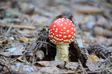 Red mushroom toadstool in the forest under dry leaves in autumn