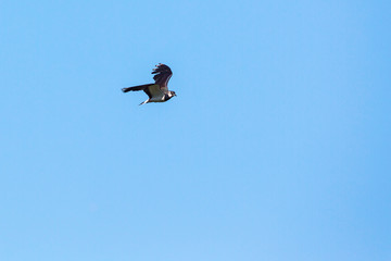 Northern Lapwing flying in the blue sky