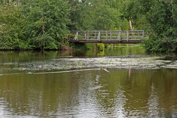 Fototapeta na wymiar Summer view of a wooden pedestrian bridge over a small river.