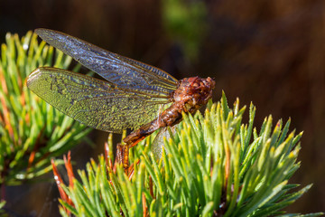Dead dragonfly on pine needles