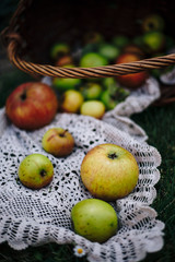 Apples in a basket on a meadow. There is still a crocheted blanket in the basket.
