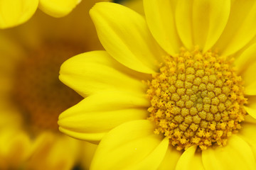 yellow flower macro