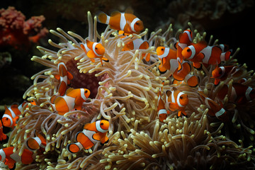 beautiful anemone fish on the coral reef, indonesia underwater marine fish