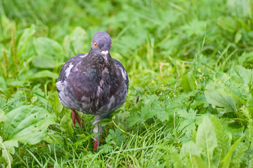 Portrait of a city pigeon in the green grass close-up
