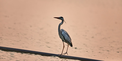 This guy seems to be extremely happy and equally surprised to look at the clear surroundings around him with his eyes wide opened enjoying the beauty of nature; a treat to watch this chap happy.