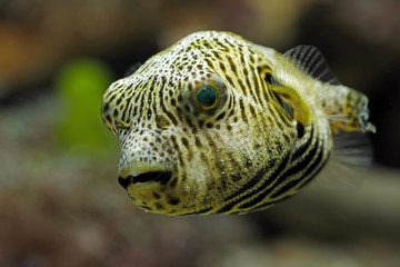 indonesia under water puffer fish, front view closeup face © Agus Gatam