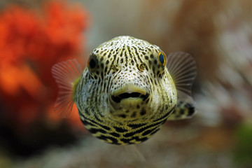 indonesia underwater puffer fish, front view closeup face