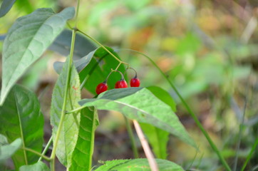 Red berry growing in the forest closeup. Ripe red berry in the wild after rain, soft focus. Beautiful Nature Web banner or Wallpaper With Copy Space for design