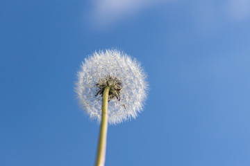 A white fluffy dandelion head with seeds is on a beautiful blue sky background