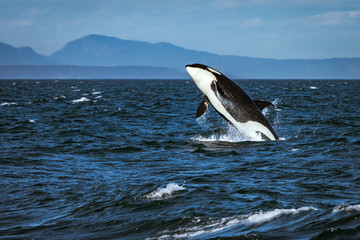 Straight of Juan de Fuca, Southern resident killer whale breaching. - obrazy, fototapety, plakaty