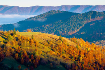 cloud inversion in mountains. carpathian autumn landscape. hills in in fall colors and morning...