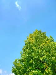 青空と木