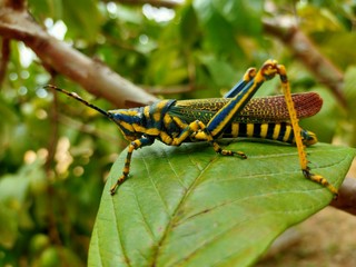 green grasshopper on a leaf