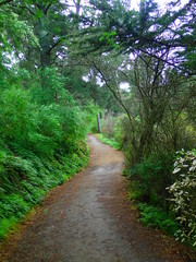 footpath in the woods