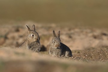 Two Young European rabbit in the nature habitat. Oryctolagus cuniculus. Wildlife scene from nature. Portrait of a European rabbit.