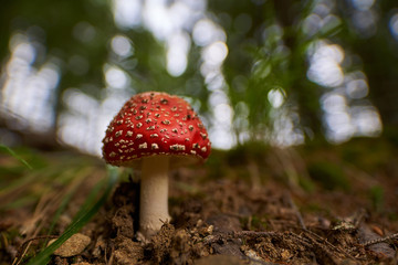 Toxic mushroom Amanita muscaria