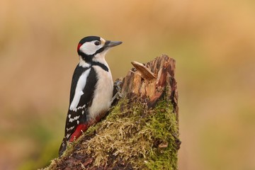 Great spotted woodpecker sitting on the stump. Wildlife scene from nature. Dendrocopos major