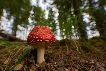 Toxic mushroom Amanita muscaria