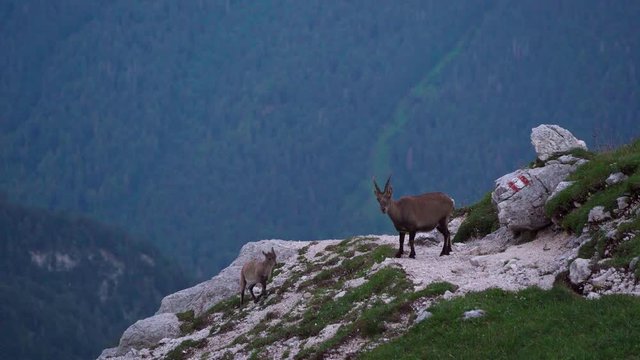 ibex mom with her son, italy, friuli 