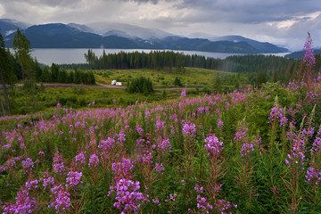 Obraz premium Mountain flowers with lake in background