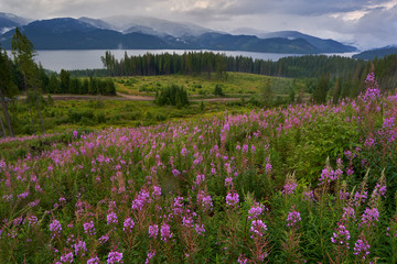 Obraz premium Mountain flowers with lake in background