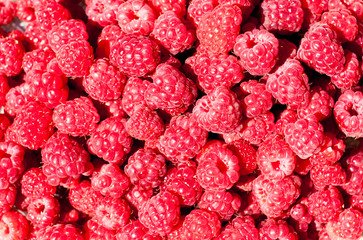 Red background of raspberries